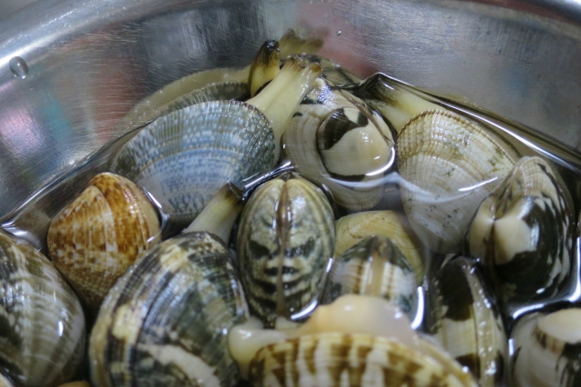 あさりが水管 ベロ 舌 を出したまま 食べられるかの判断は 正しい砂抜きも紹介 毎日お役立ち情報ステーション