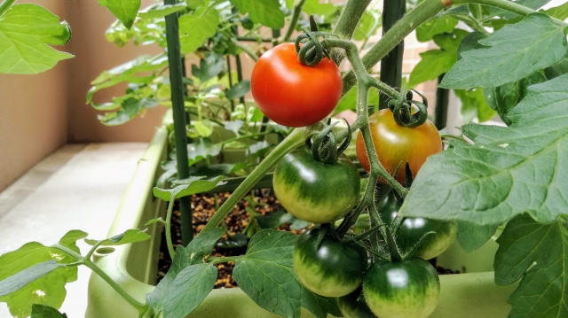 ベランダ菜園で虫がつかない野菜はコレ 初心者にも育てやすいおすすめの野菜 毎日お役立ち情報ステーション ベランダ菜園で虫がつかない野菜はコレ 初心者にも育てやすいおすすめの野菜 毎日お役立ち情報ステーション